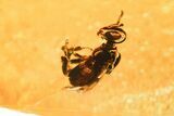 Polished Colombian Copal ( g) - Contains Flies and Wasp! #355431-1